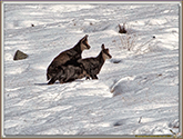 RUT du CHAMOIS