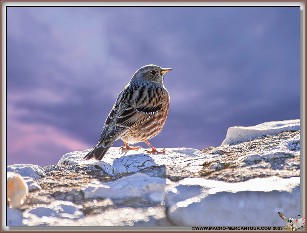 Accenteur alpin