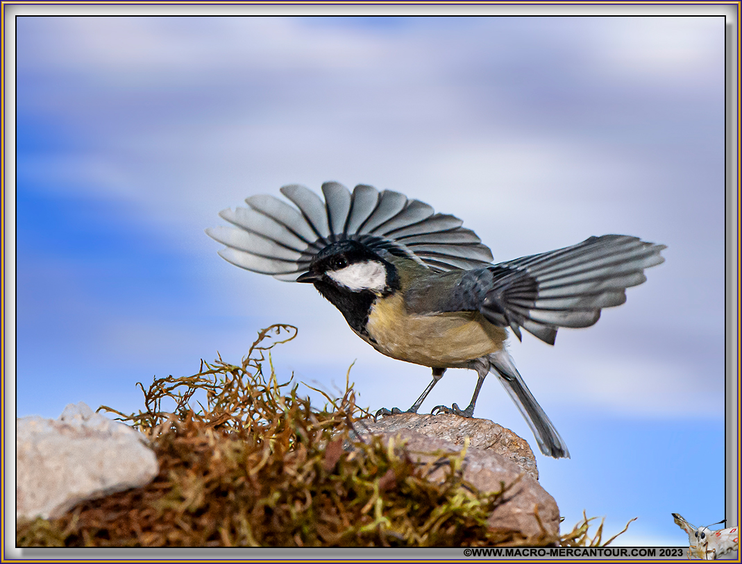 Mésange charbonnière