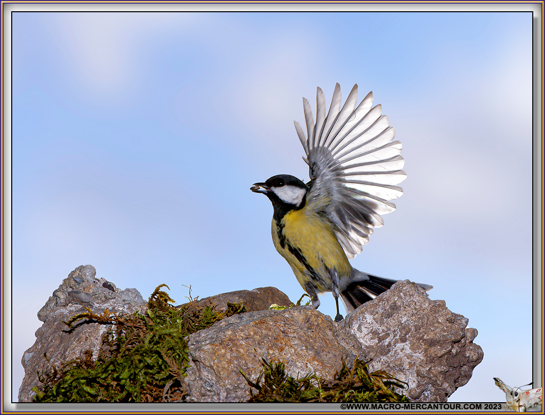 Mésange charbonnière