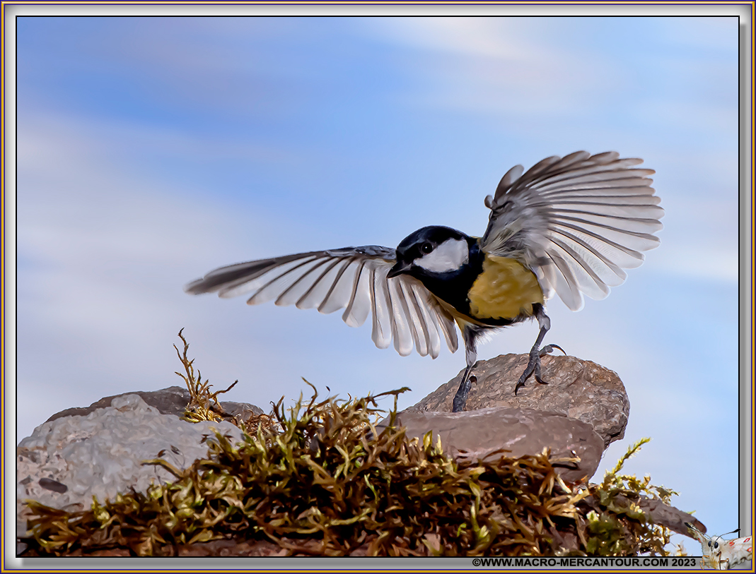 Mésange charbonnière