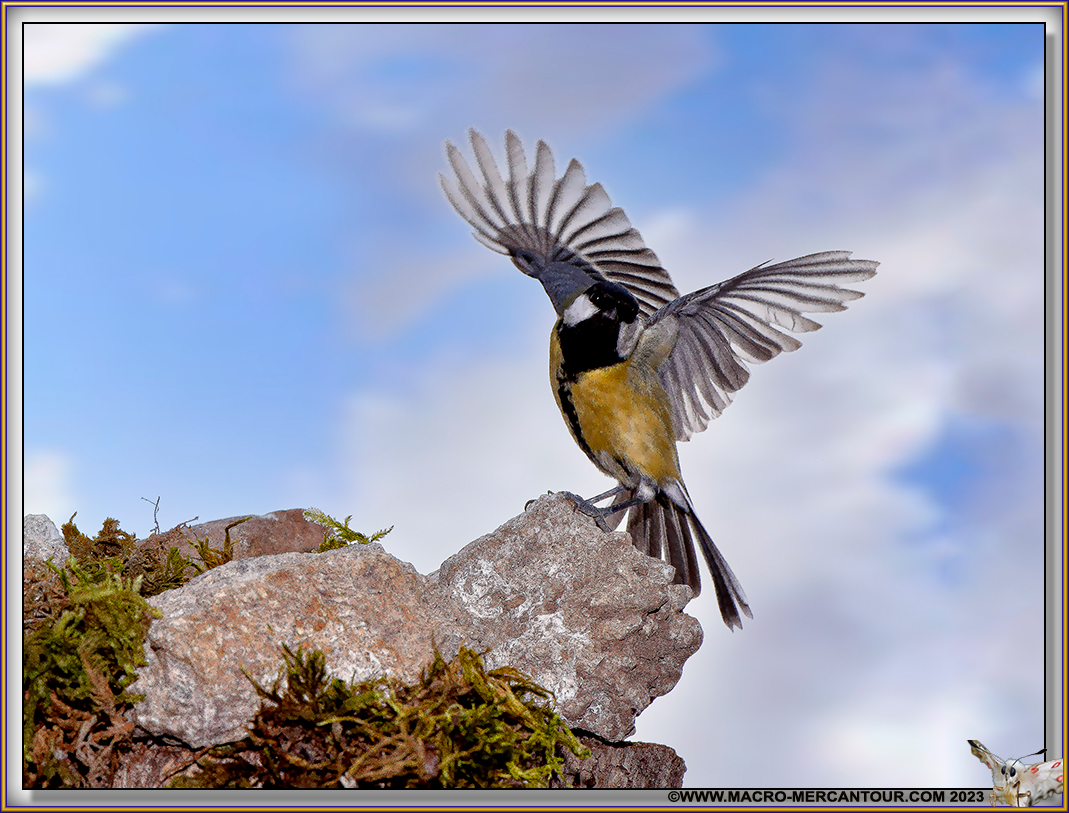 Mésange charbonnière