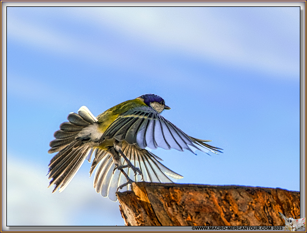 Mésange charbonnière