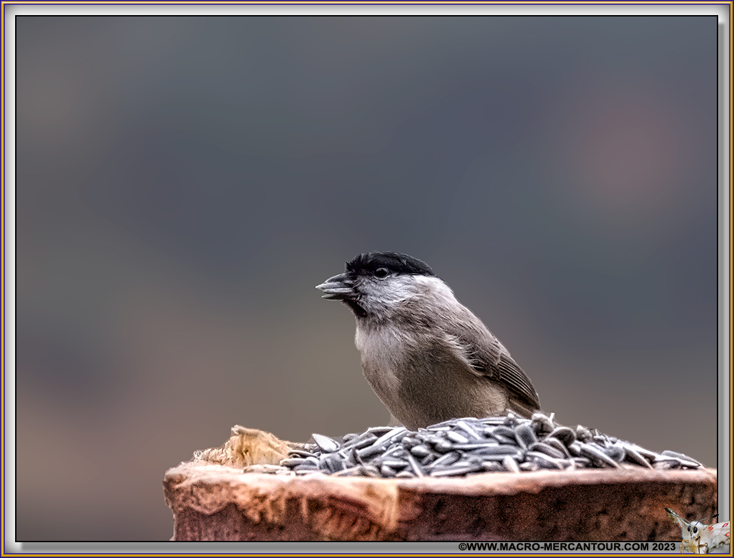 Mésange Nonnette