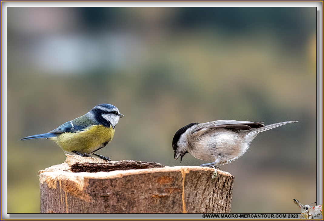 Mésange Nonnette