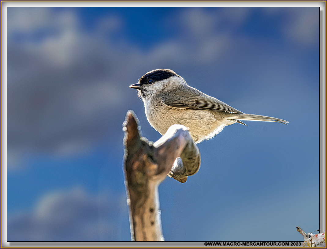 Mésange Nonnette