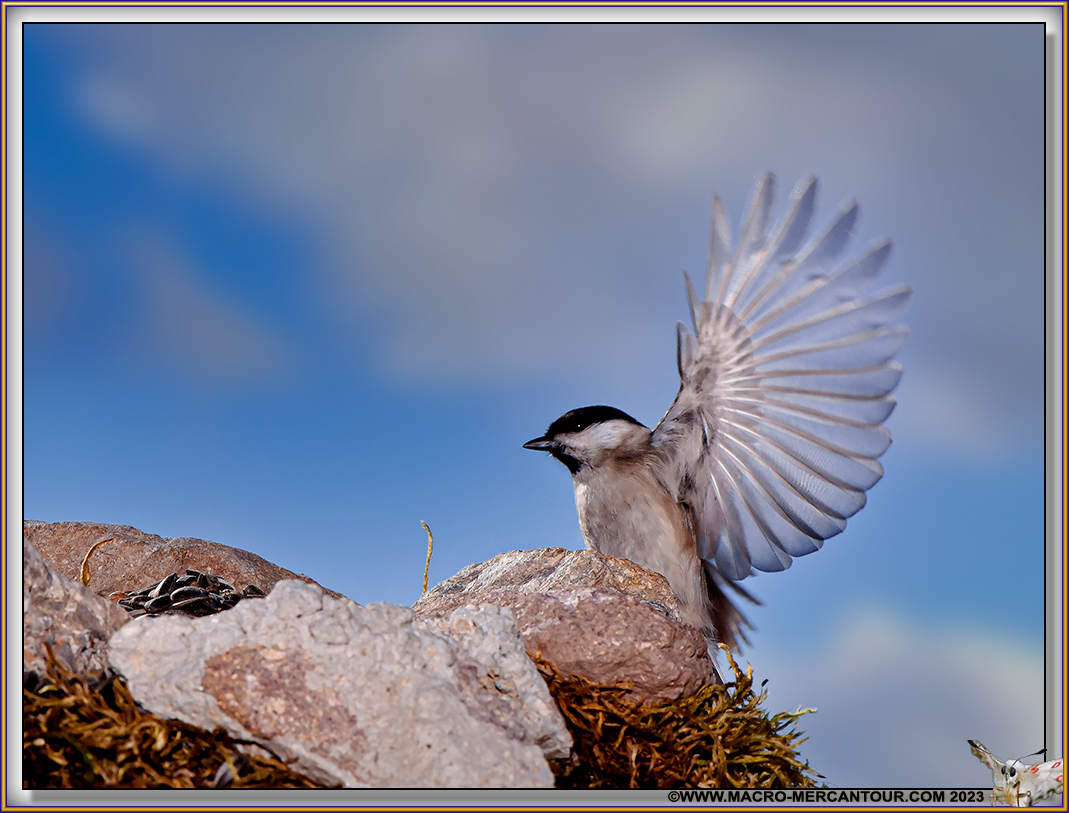 Mésange Nonnette