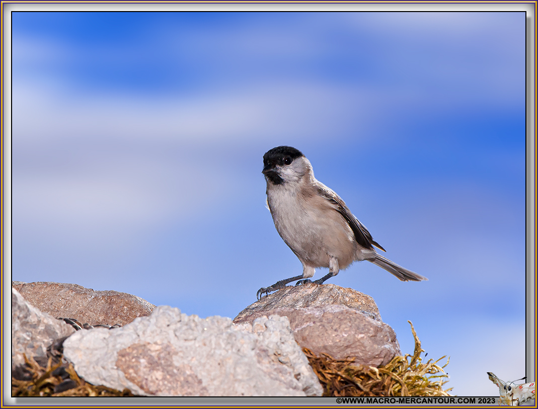 Mésange Nonnette