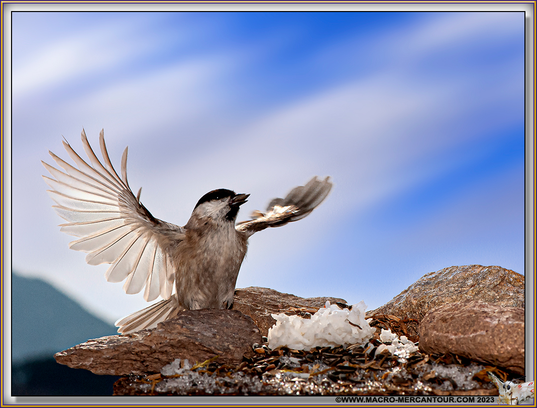 Mésange Nonnette