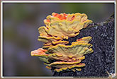 Polypore soufré