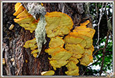 Polypore soufré
