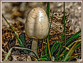 Anellaria separata
