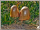Panaeolus semi ovatus