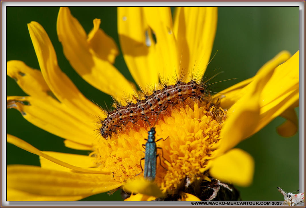 Arnica