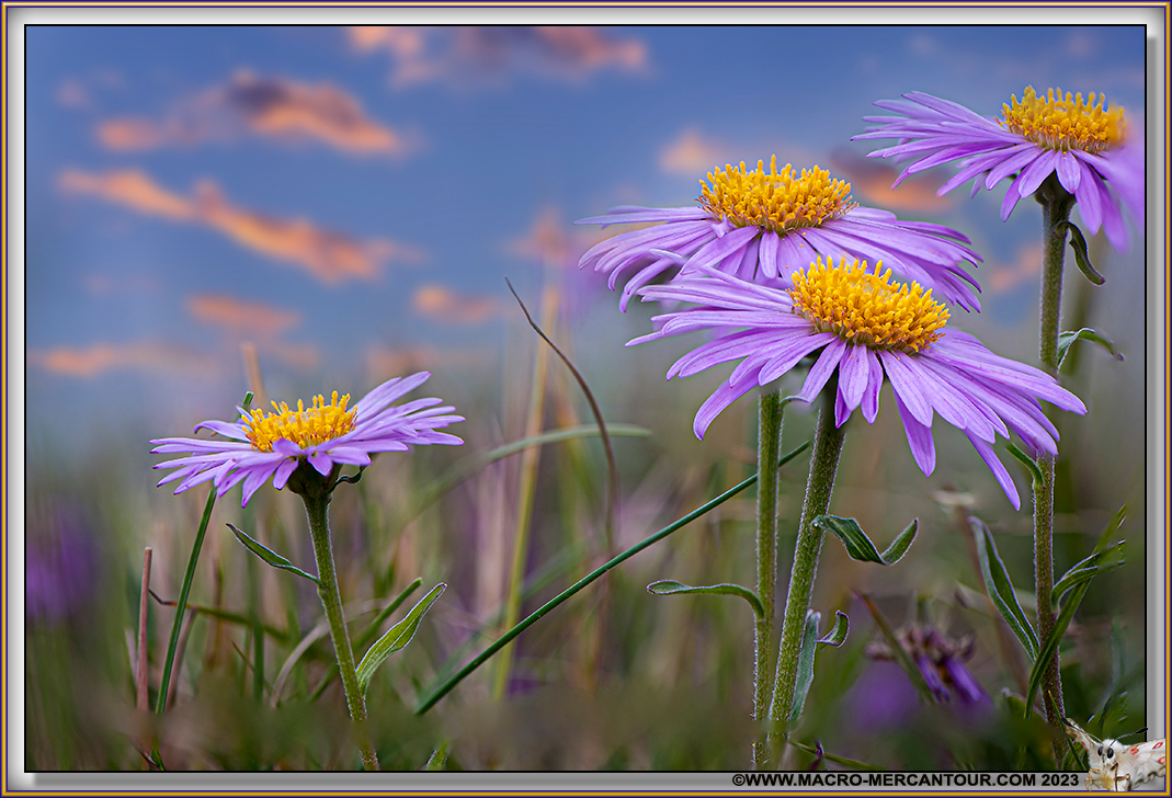 ASTERS