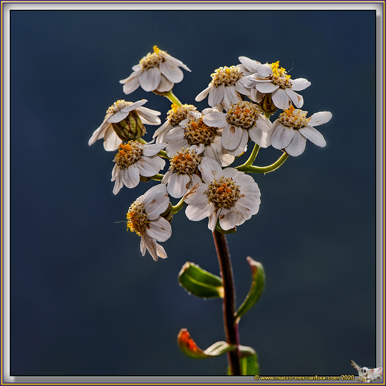 Camomille du Piémont