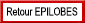 Retour Epilobes