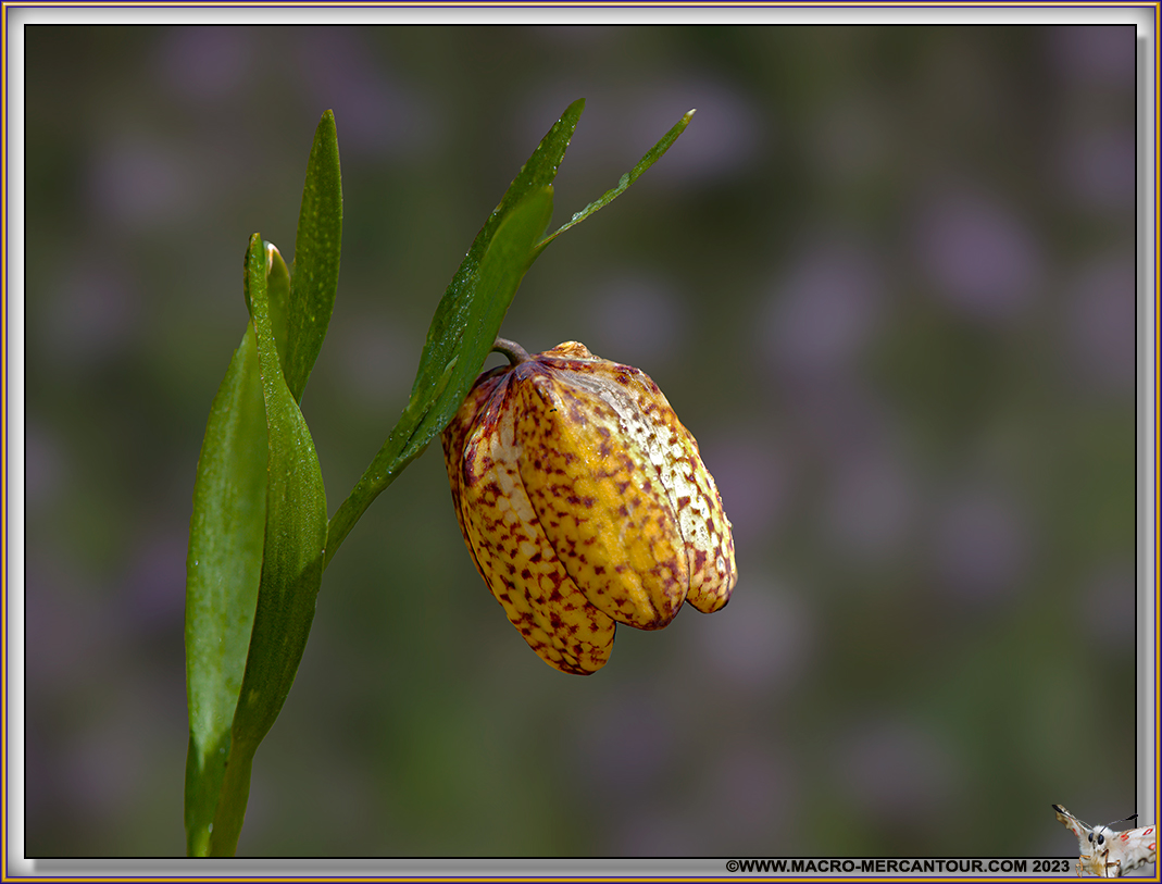 Fritillaire de Moggridge