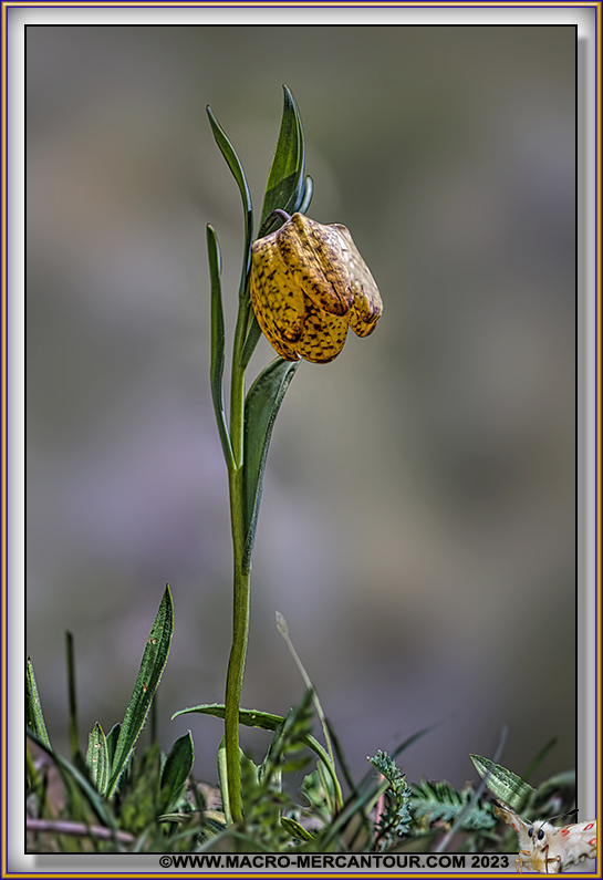 Fritillaire de Moggridge