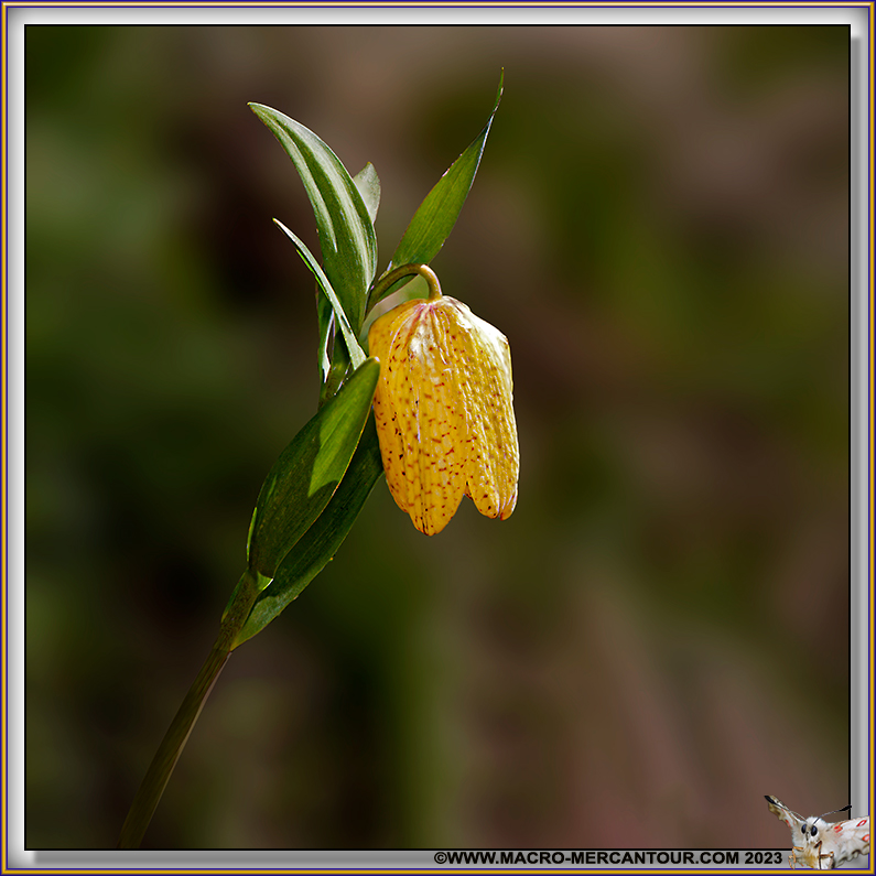 Fritillaire de Moggridge