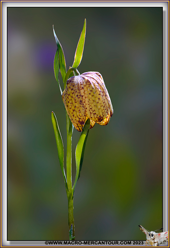 Fritillaire de Moggridge