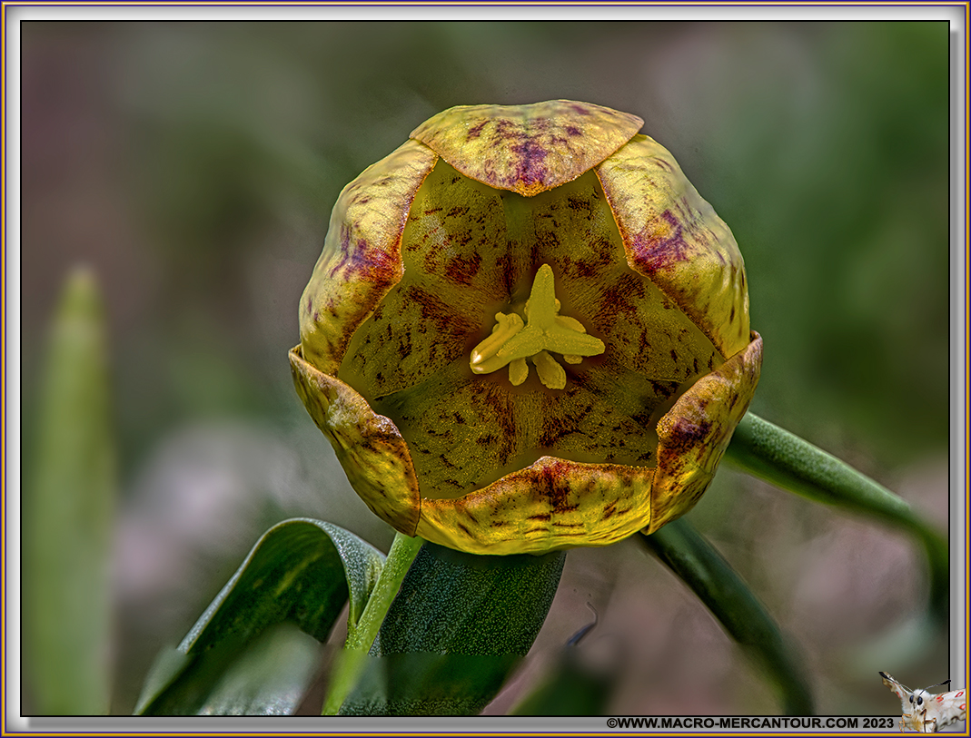 Fritillaire de Moggridge