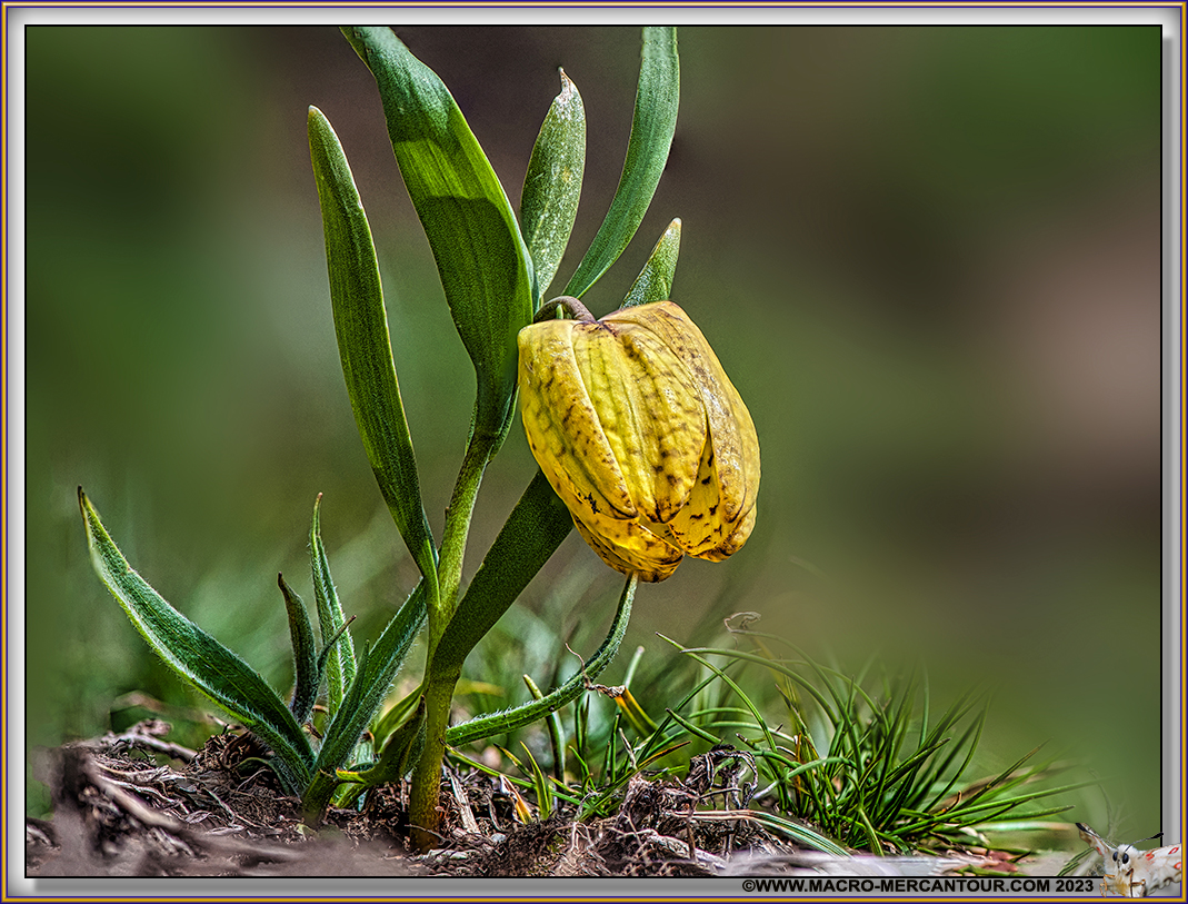 Fritillaire de Moggridge