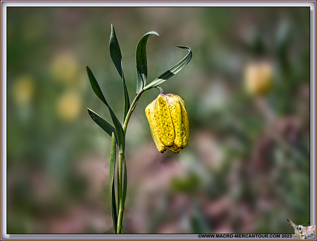 Fritillaire de Moggridge
