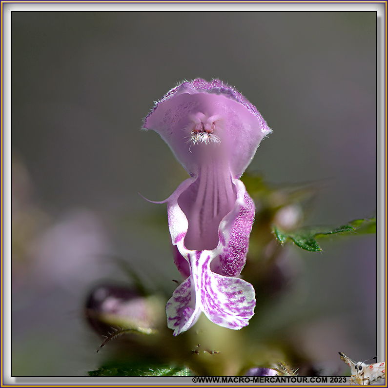 Lamier pourpre