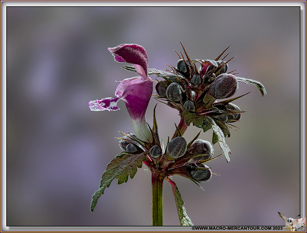 Lamier pourpre