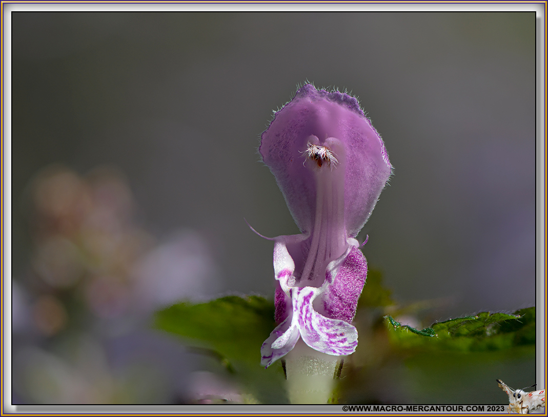 Lamier pourpre