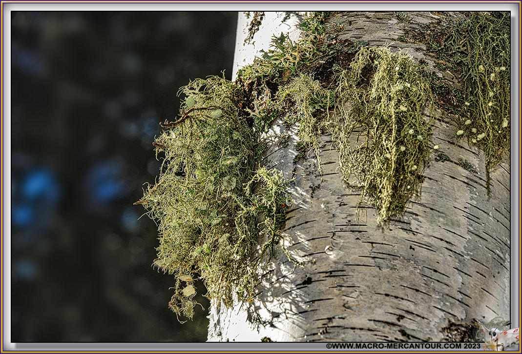 Lichen