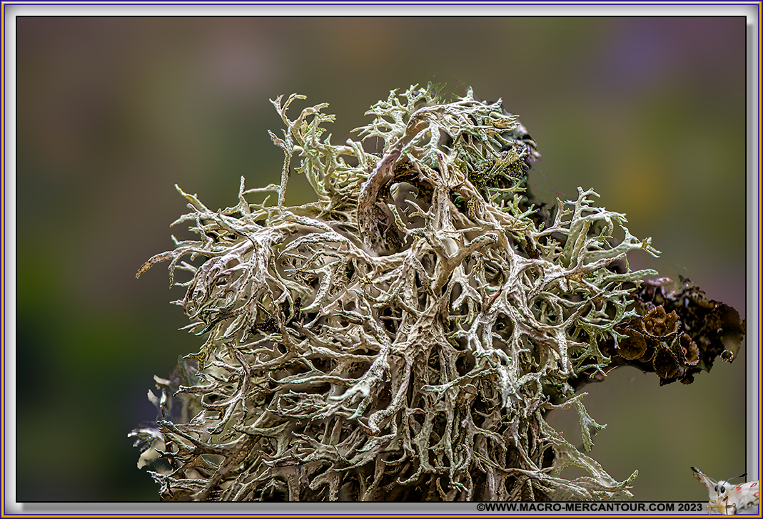 Lichen