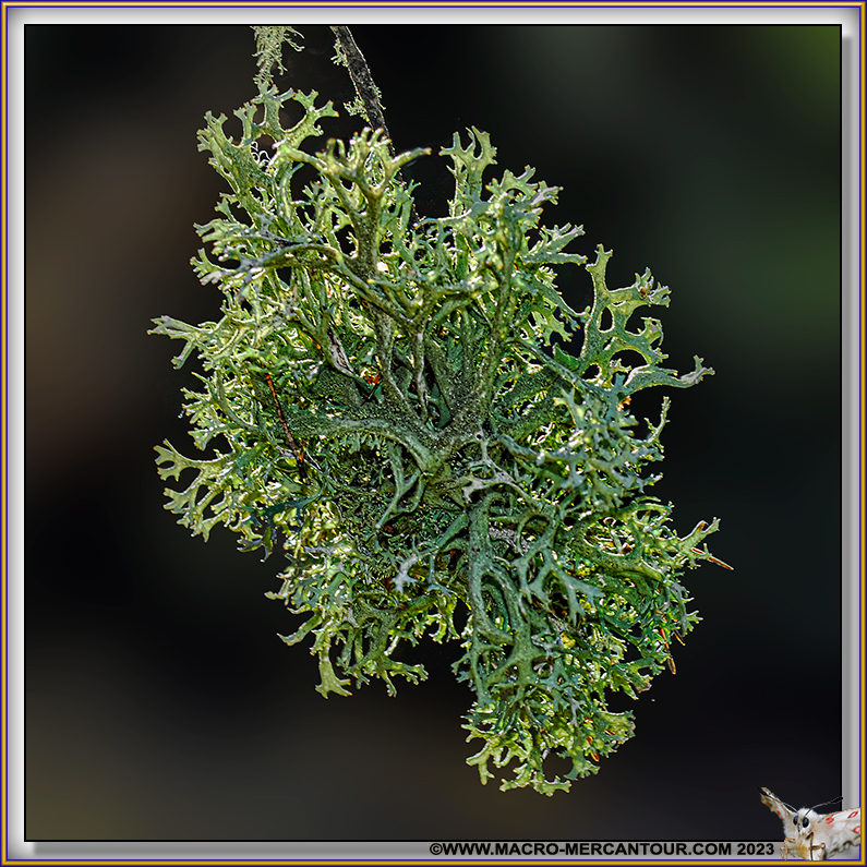 Lichen