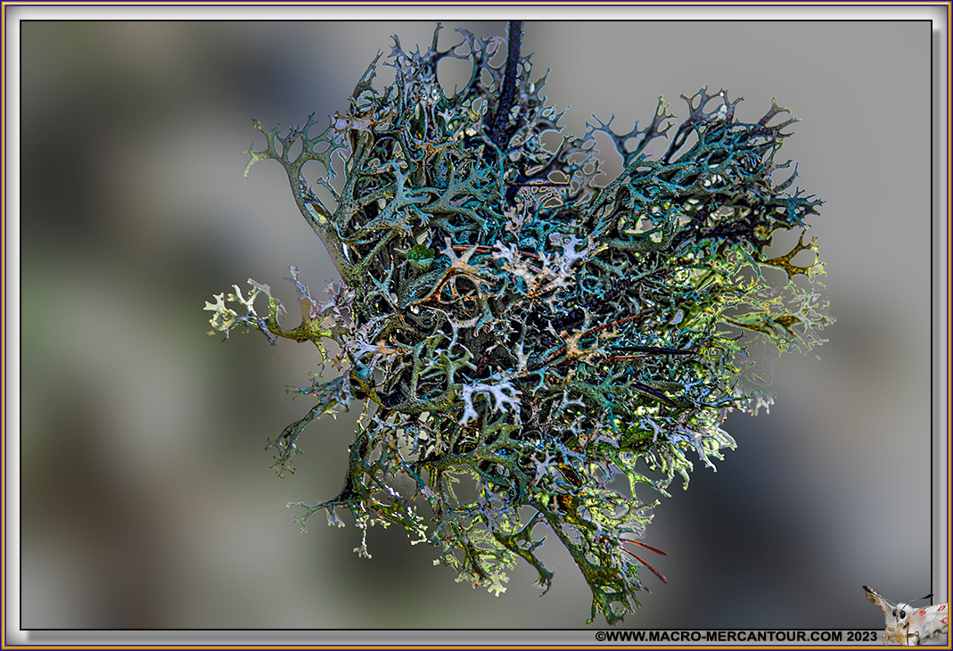 Lichen