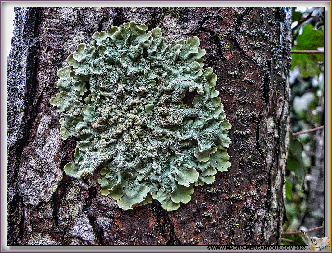 Lichen