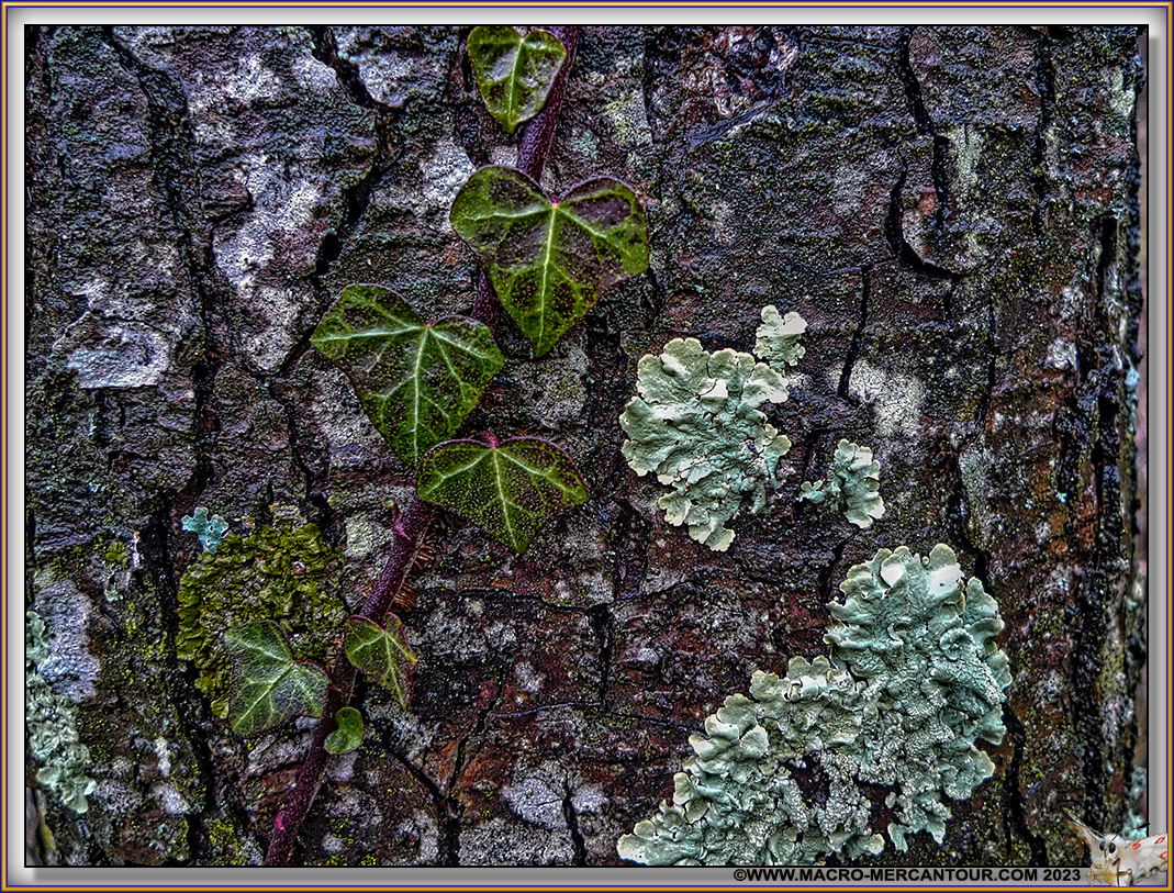 Lichen