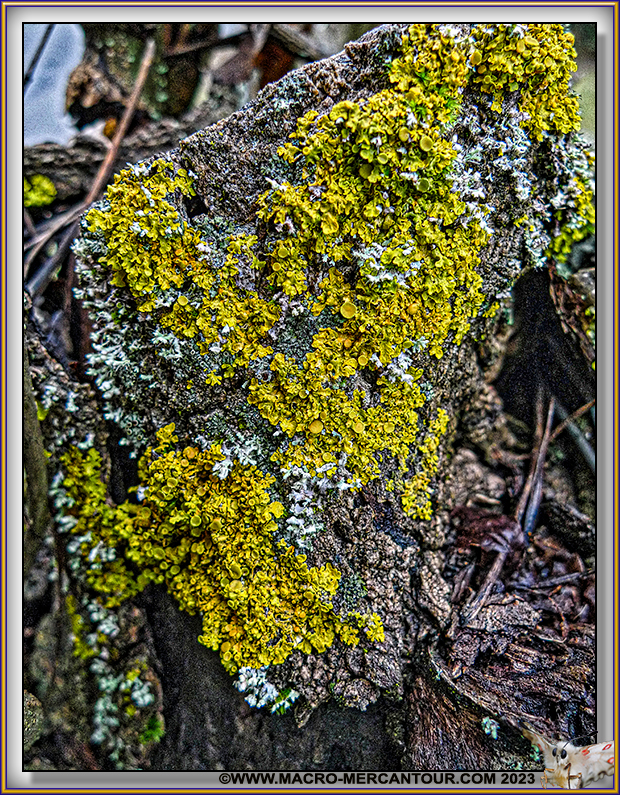 Lichen