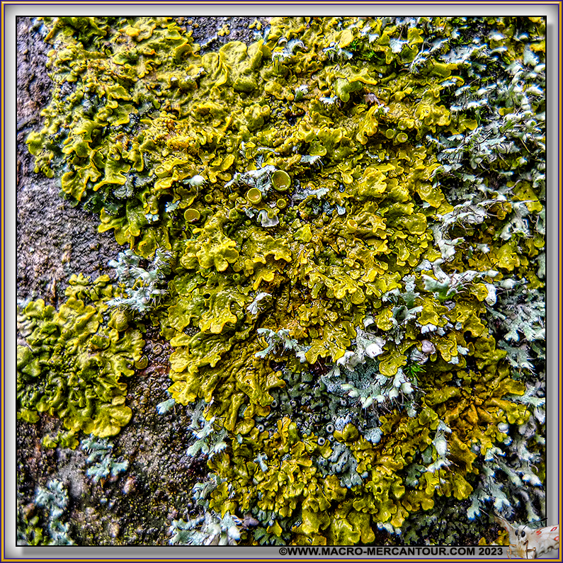 Lichen