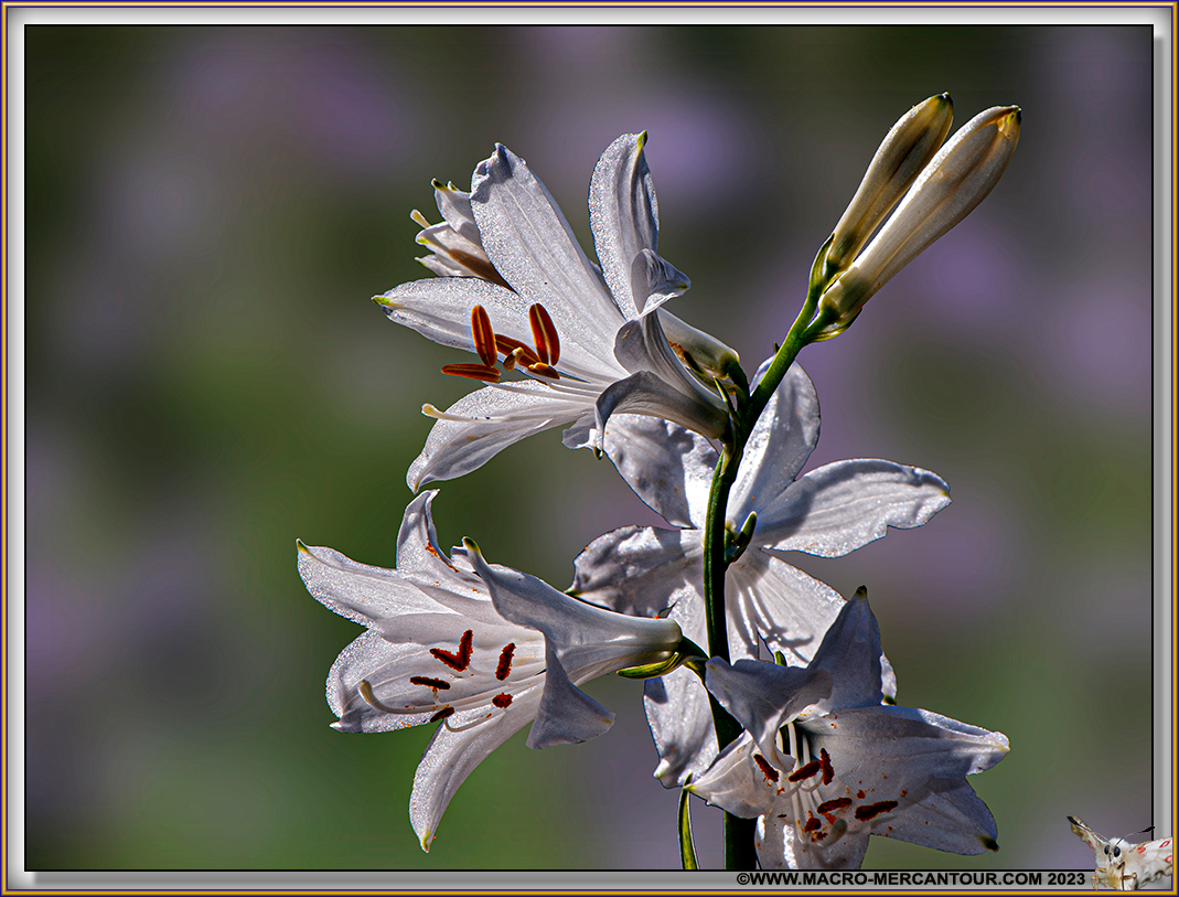 Lis de Saint Bruno