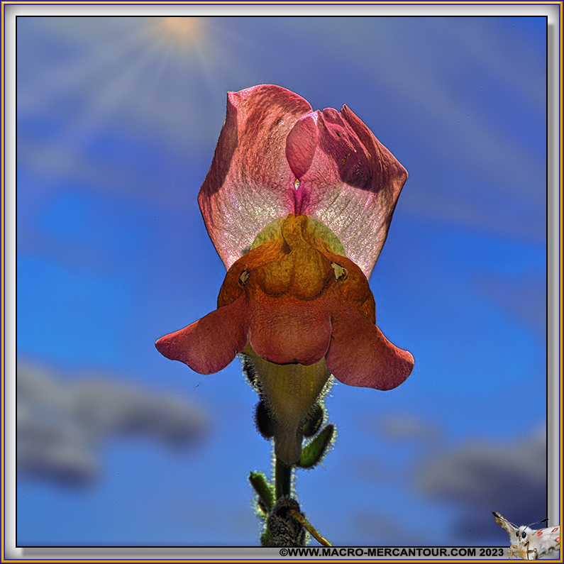 Muflier