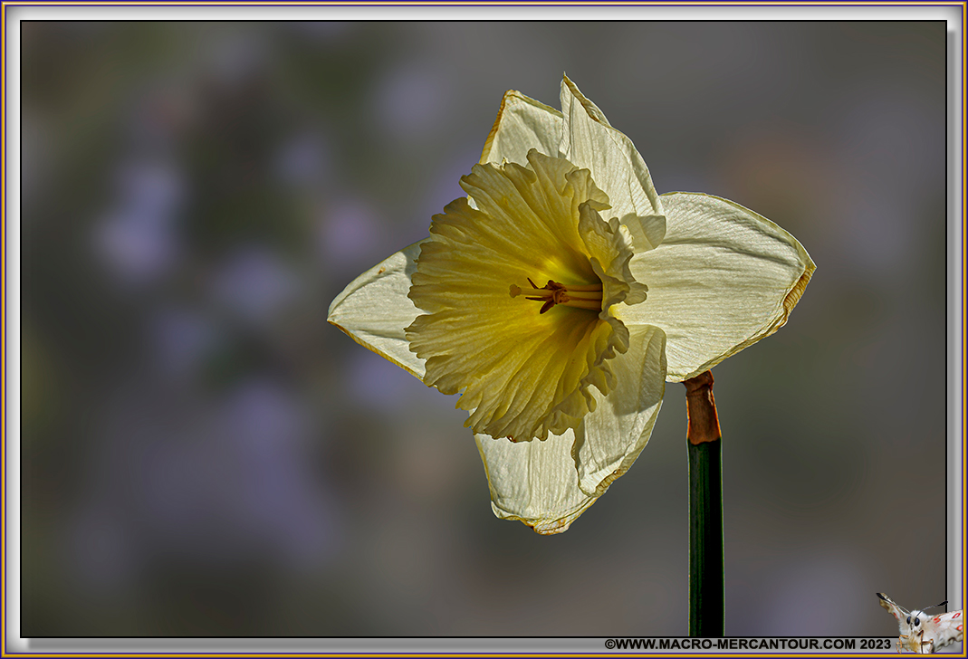 NARCISSES