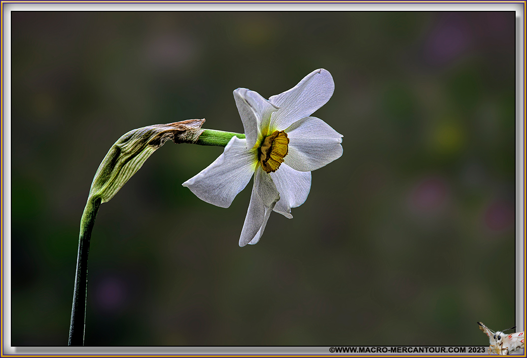 NARCISSES