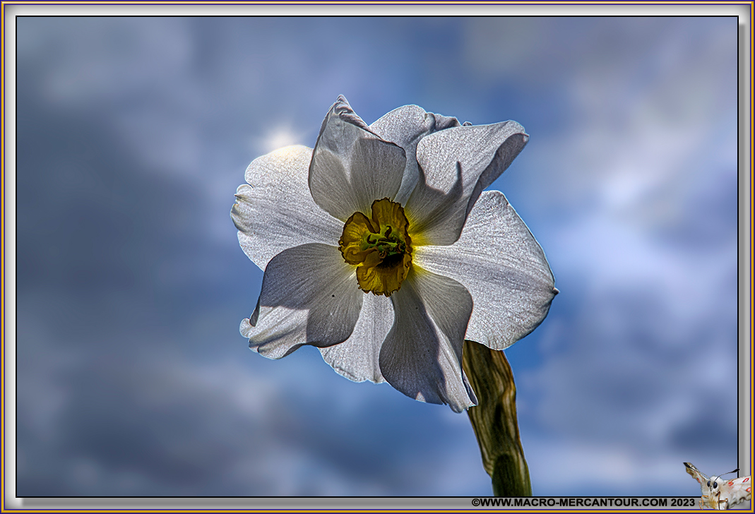 NARCISSES
