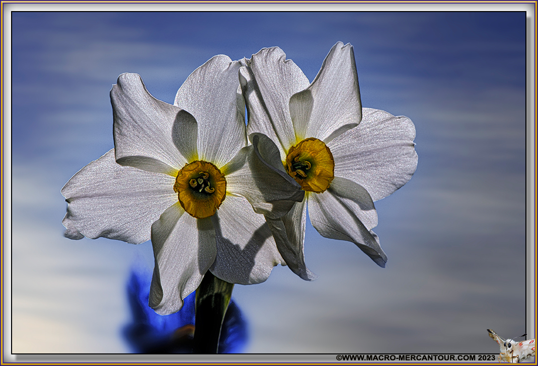 NARCISSES