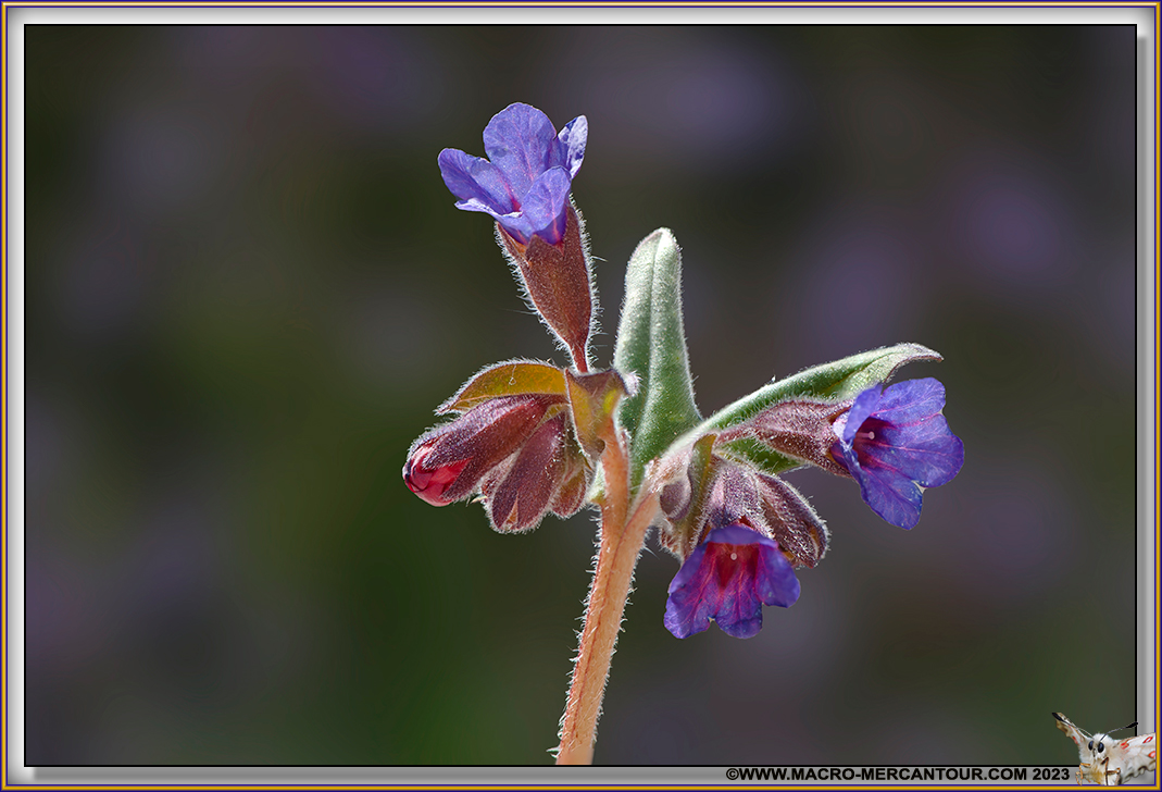 Pulmonaires