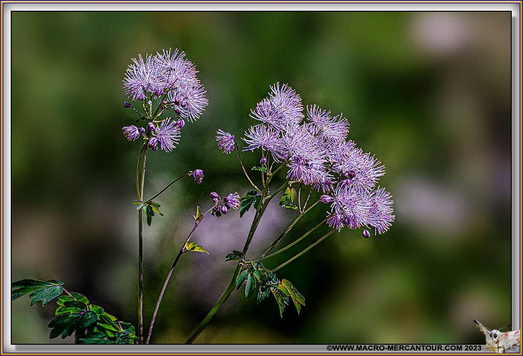 Thalictrum