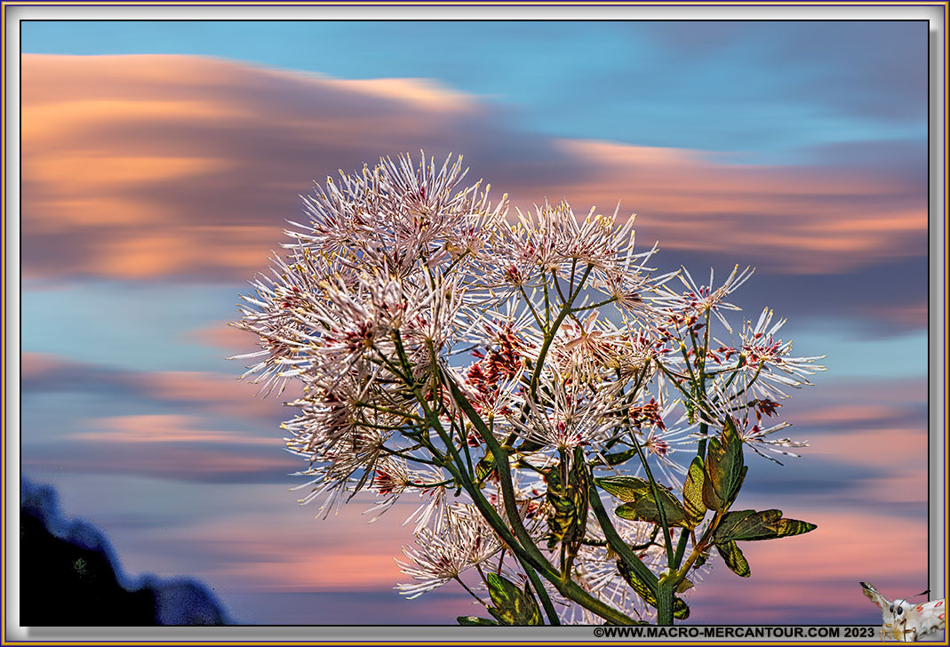 Thalictrum