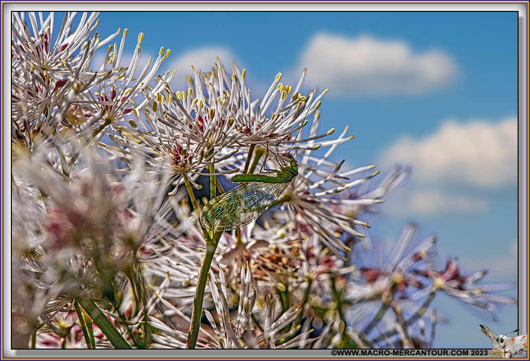 Thalictrum