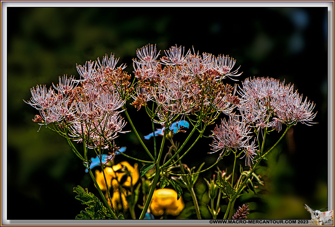 Thalictrum